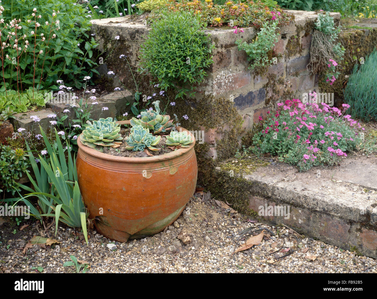 Sempervivum in a large terracotta pot beside a stone step with pink dianthus Stock Photo