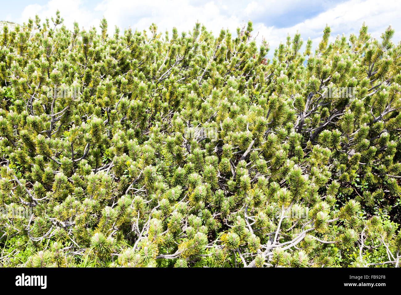 Nature background, close up of mugo pines needles Stock Photo