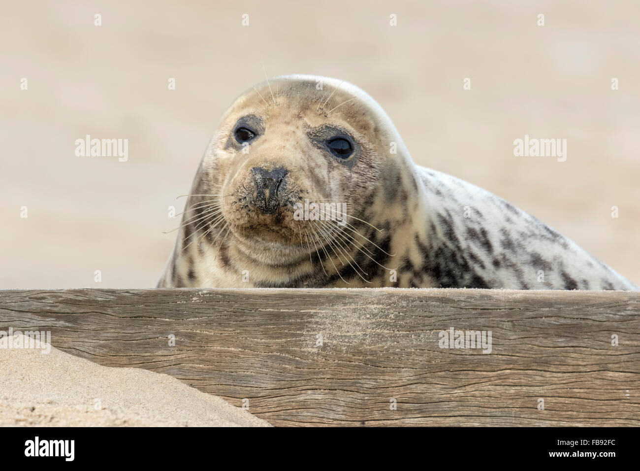 Atlantic Grey Seal - Halichoerus grypus Stock Photo - Alamy