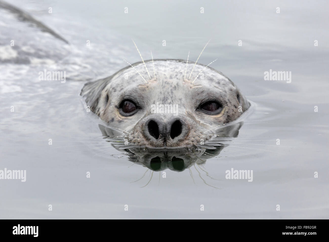 Harbor Seal - Phoca vitulina Stock Photo