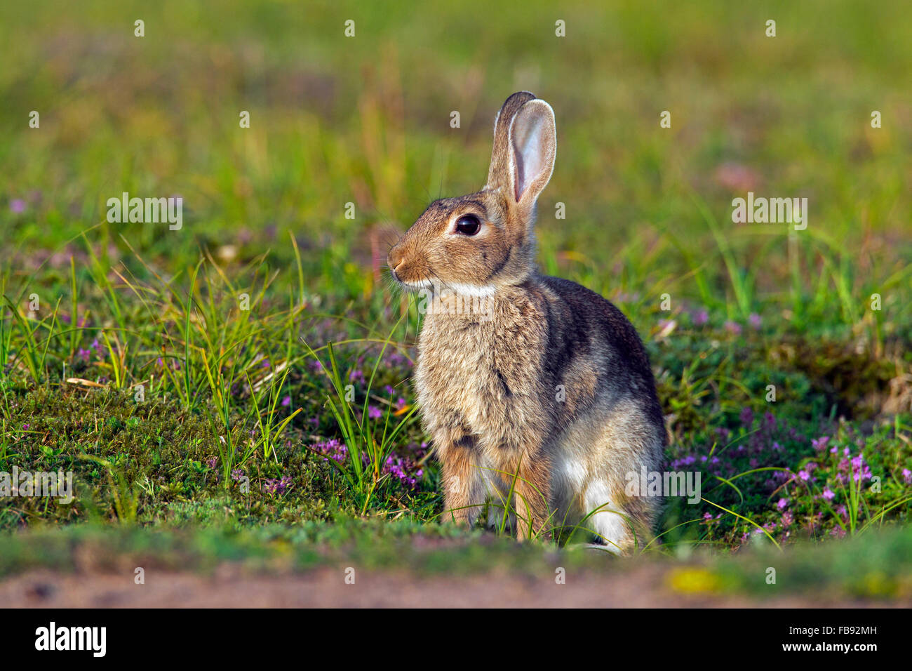 Young European rabbit / common rabbit (Oryctolagus cuniculus) in meadow ...