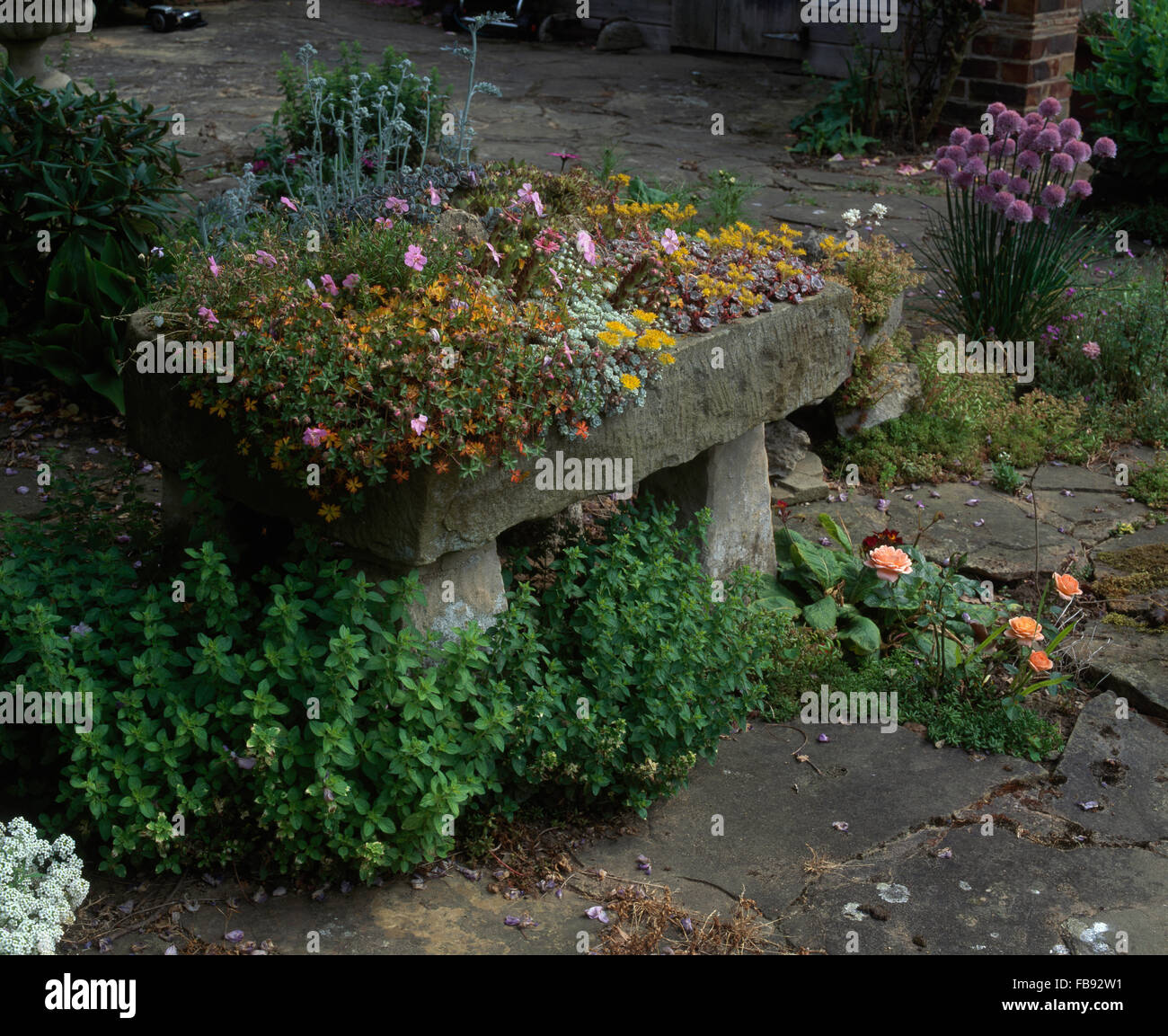 Yellow saxifrage and pink alpine geraniums growing in old stone sink under-planted with mint Stock Photo