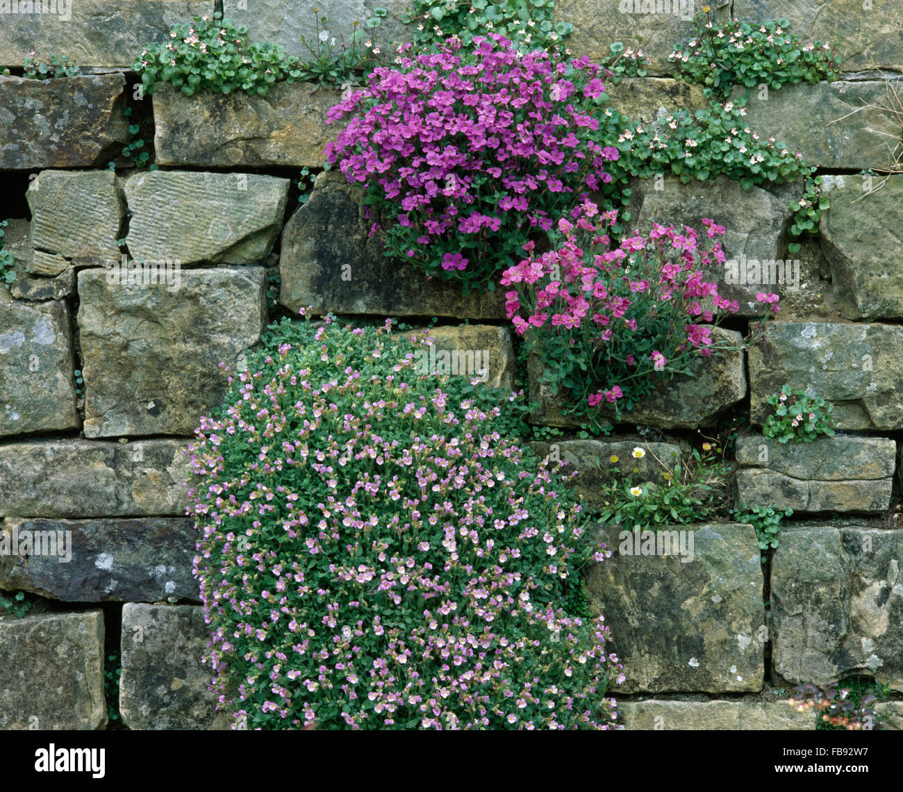 Purple and pink aubretia growing in old dry stone wall Stock Photo