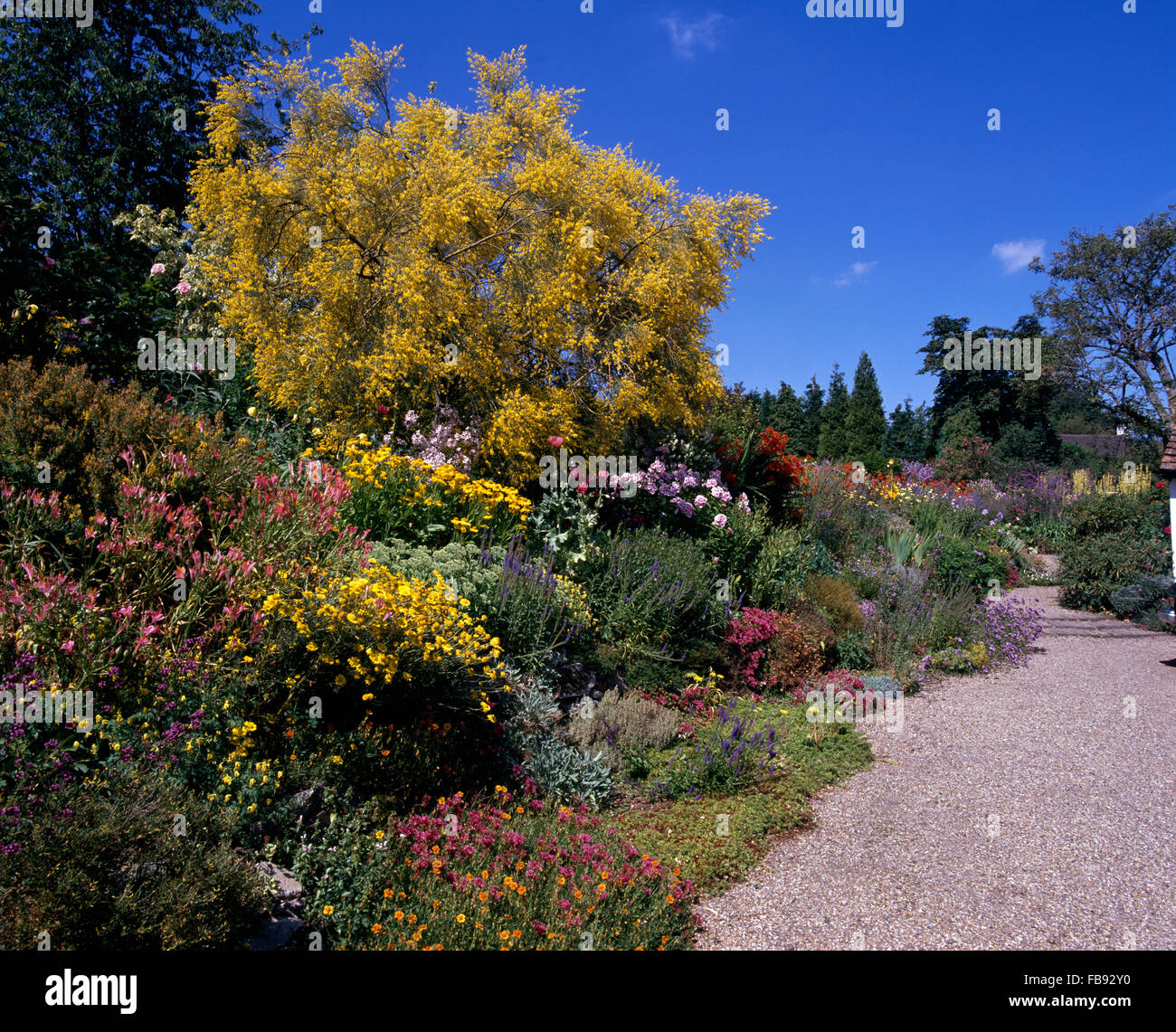 Tall yellow cytisus growing in wide border beside gravel path in large country garden Stock Photo
