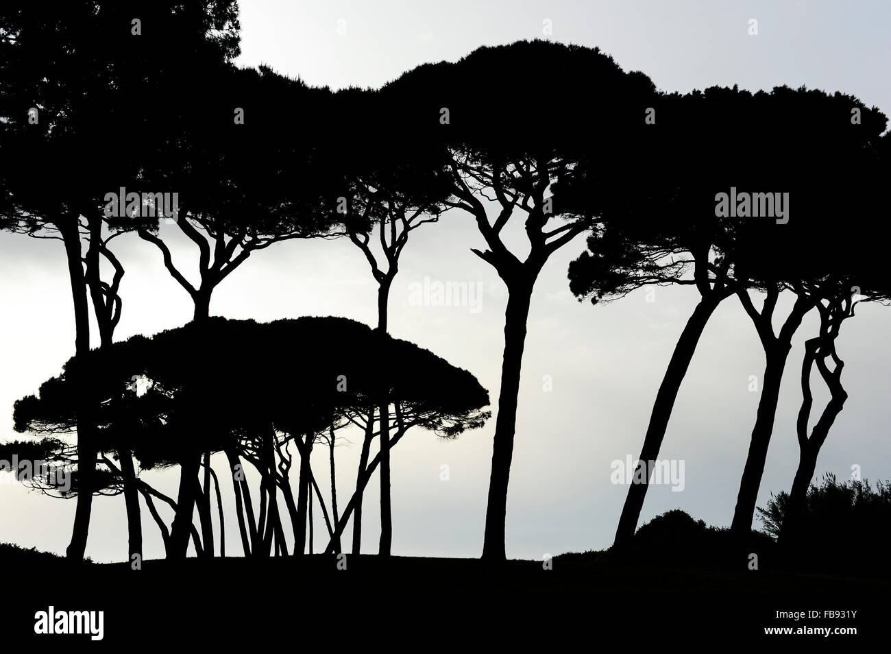ITALY Tuscany, Baratti, silhouette of umbrella pine trees at Golfo di Baratti Stock Photo