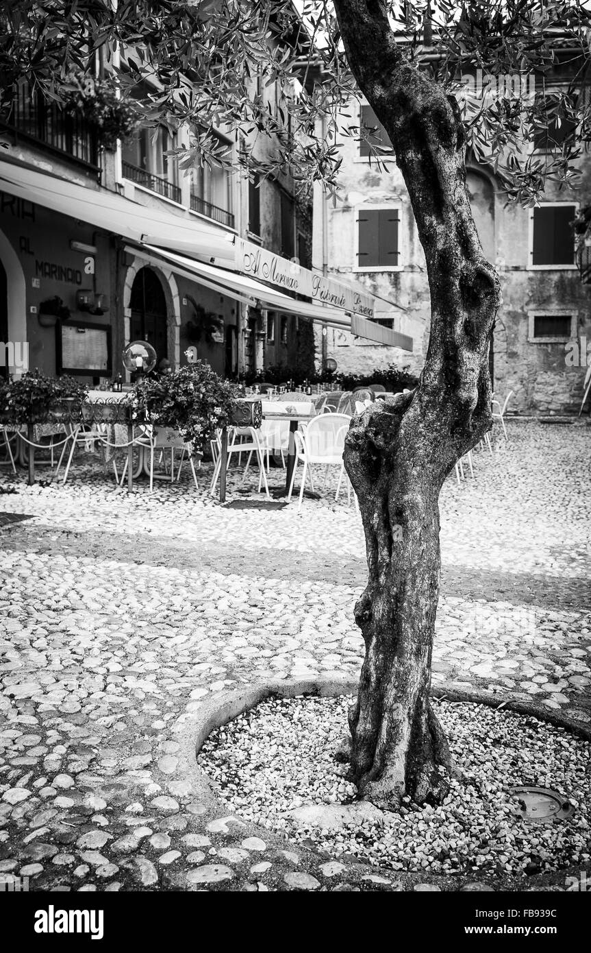 Olive tree in a cobbled square in Italy. Stock Photo