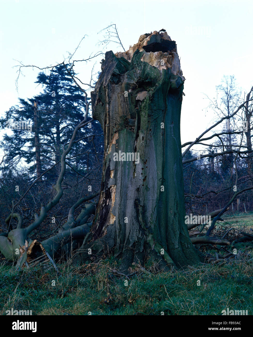Tree struck by lightning hires stock photography and images Alamy