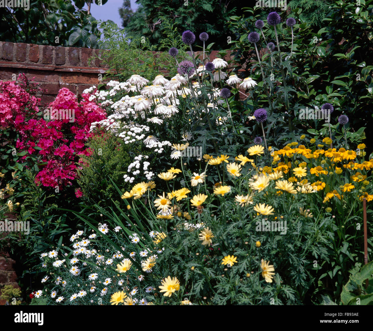 Bright pink phlox with yellow anthemis and rudbeckia in large summer border with blue echinops and white daisies Stock Photo