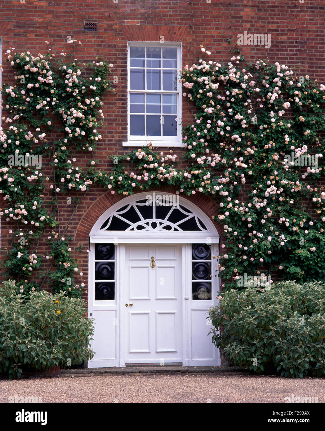 Exterior of Georgian country house with pink climbing roses on the walls above a white front door Stock Photo