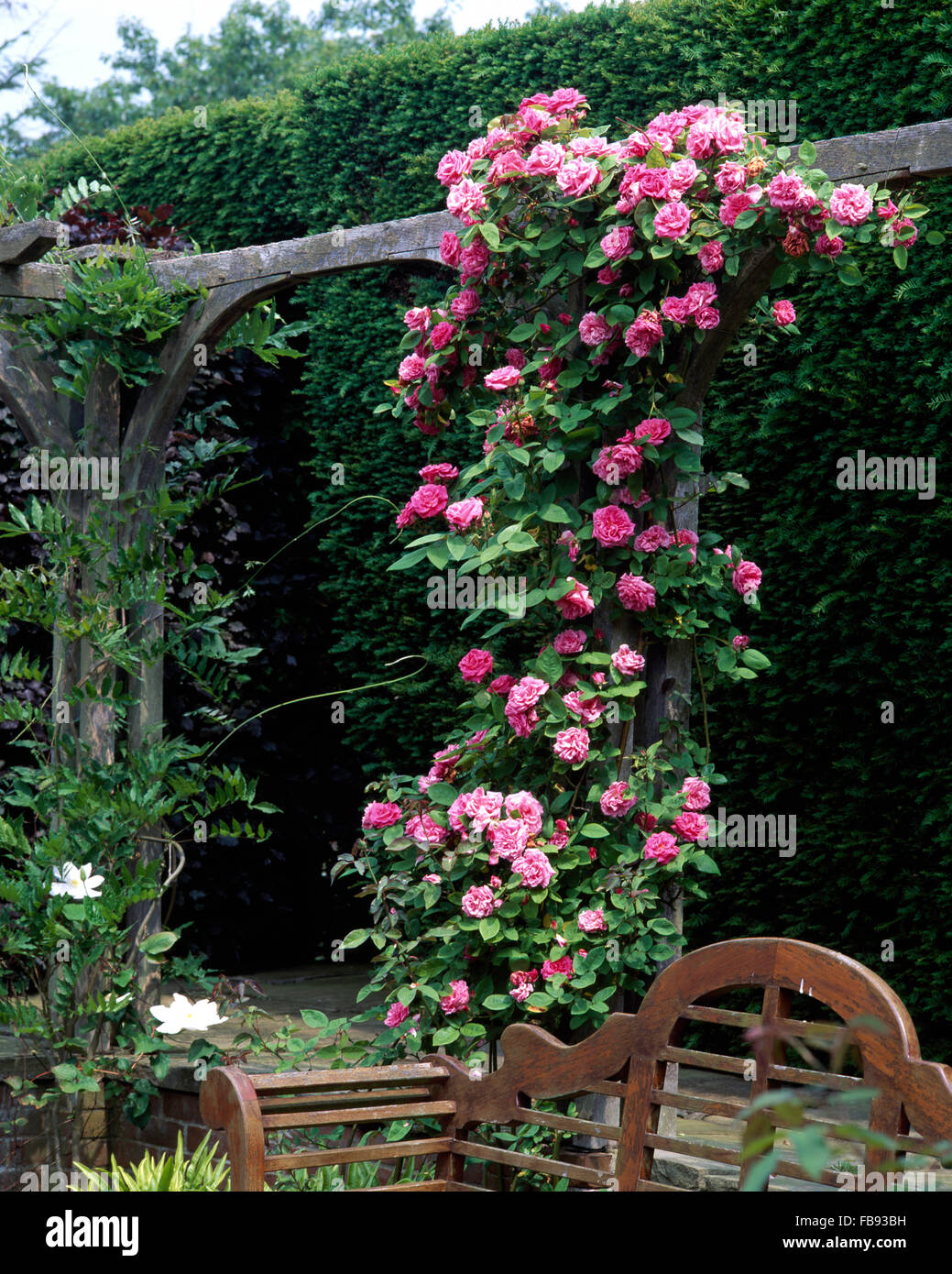 Close-up of deep pink Zepherine Drouhin roses on a rustic wooden pergola above a Lutyens style wooden seat Stock Photo