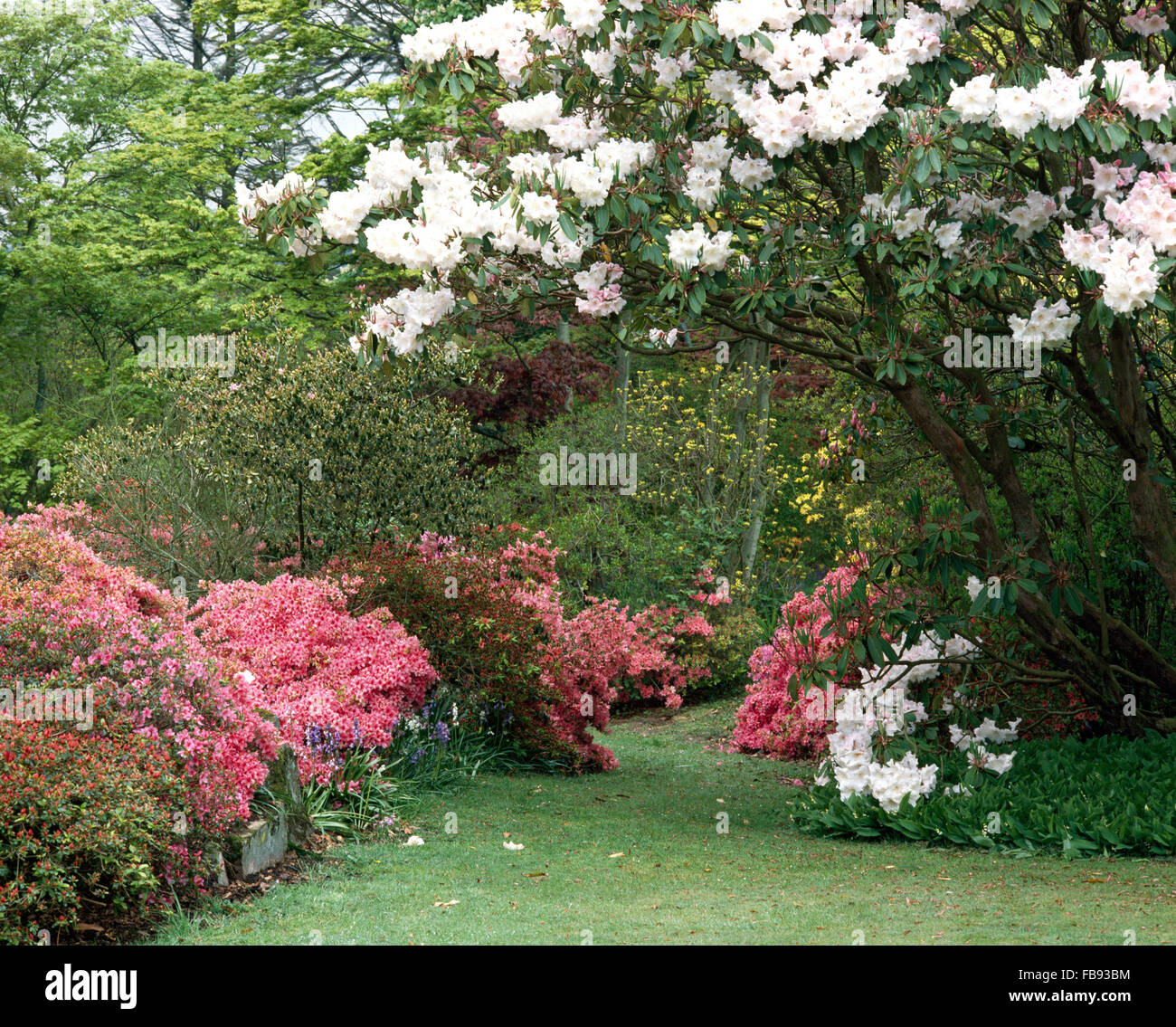 White rhododendrons and deep pink azaleas in a woodland garden in Spring Stock Photo