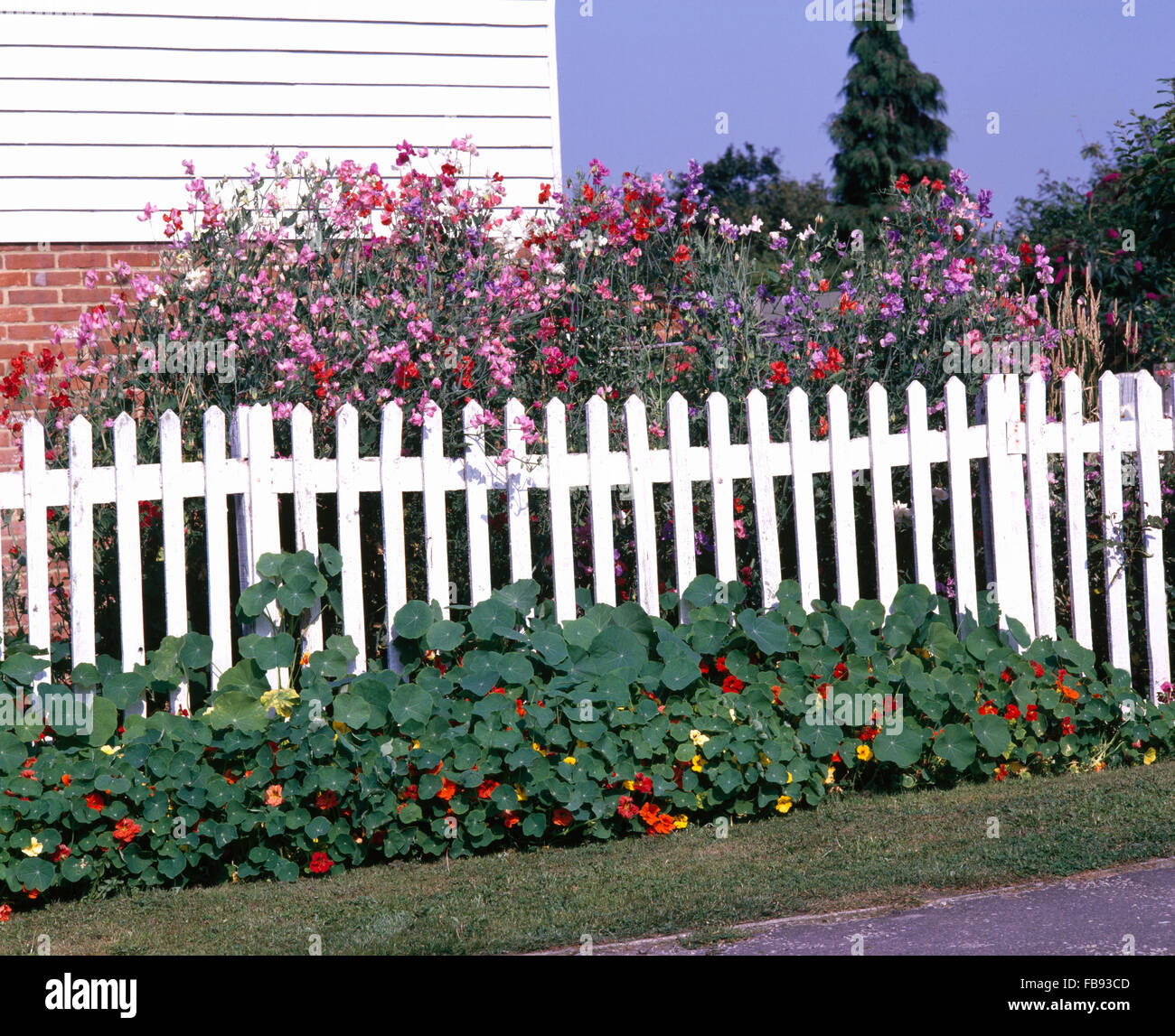 Nasturtiums growing below white picket fence in front of pink lavatera Stock Photo