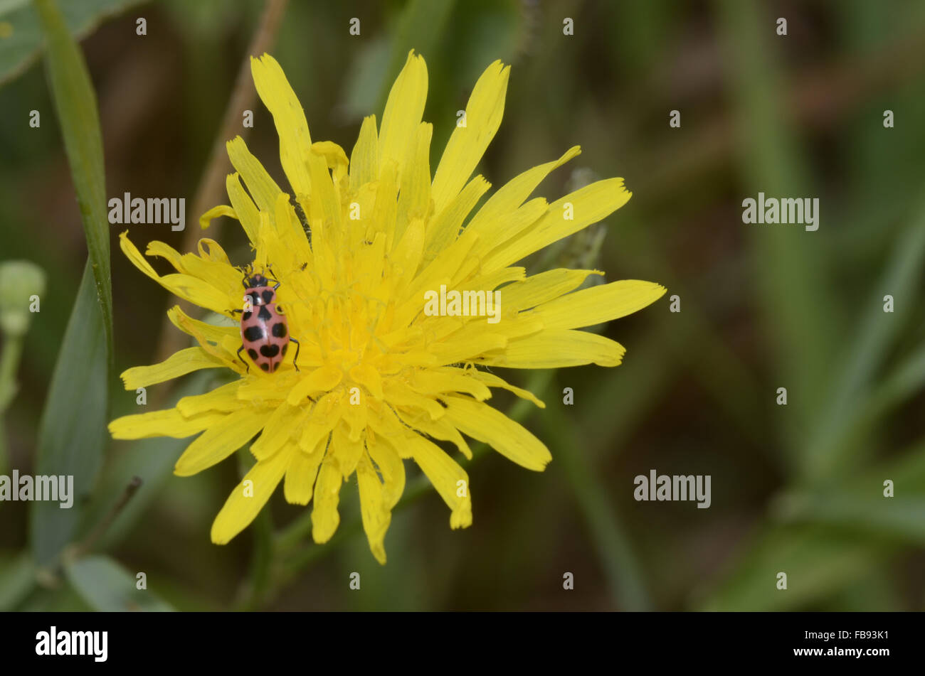 Asian Ladybug (Harmonia axyridis) on surface of yellow flower with background of green. Stock Photo