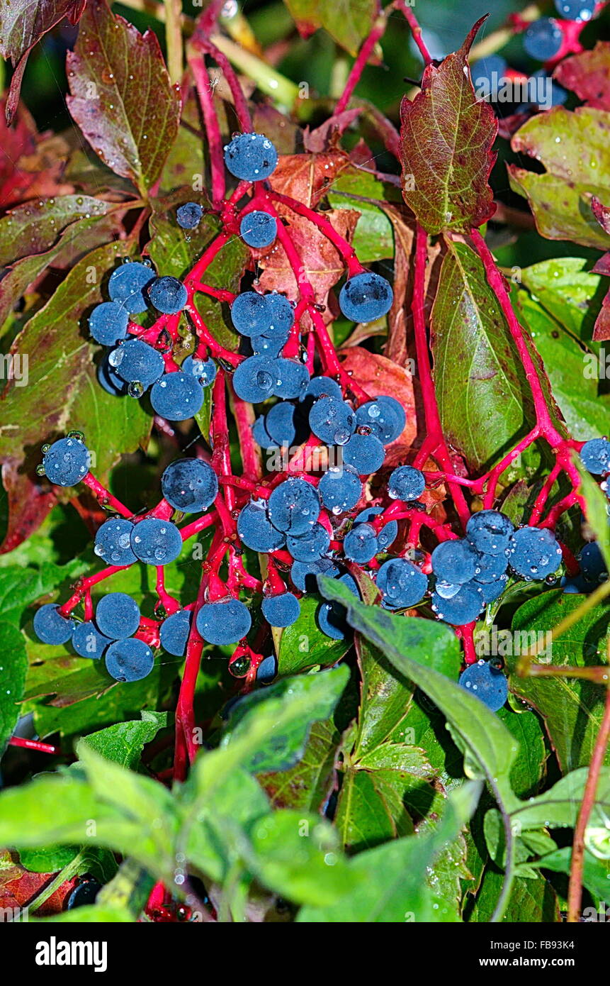 Beautiful image of Virginia Creeper (Parthenocissus quinquefolia) showing intense red vines and blue berries enhanced by rain. Stock Photo