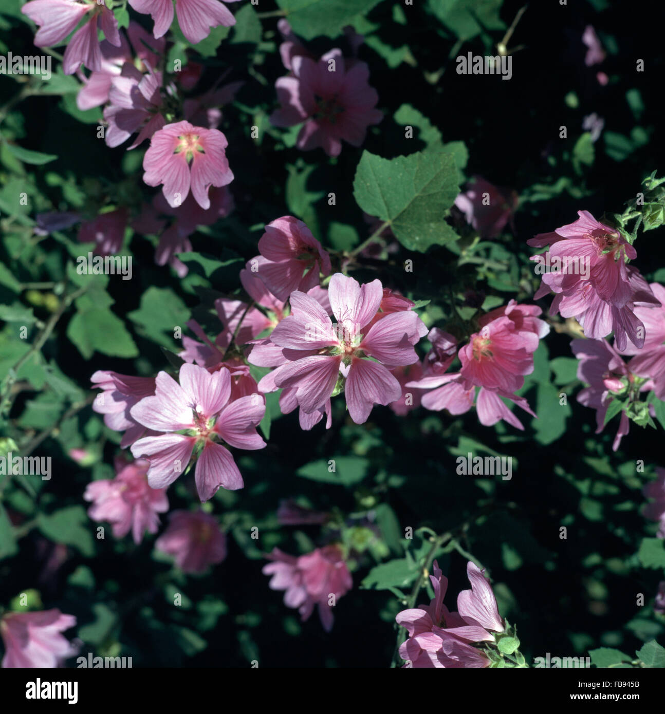 Close-up of a pink Lavatera Stock Photo