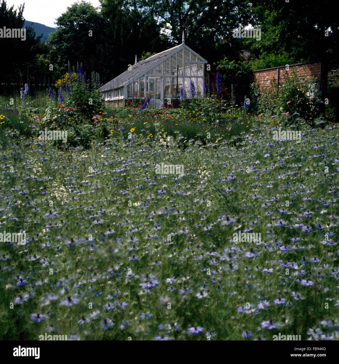 A large bed of pale blue love-in-a-mist in a large country garden with a Victorian glass house Stock Photo