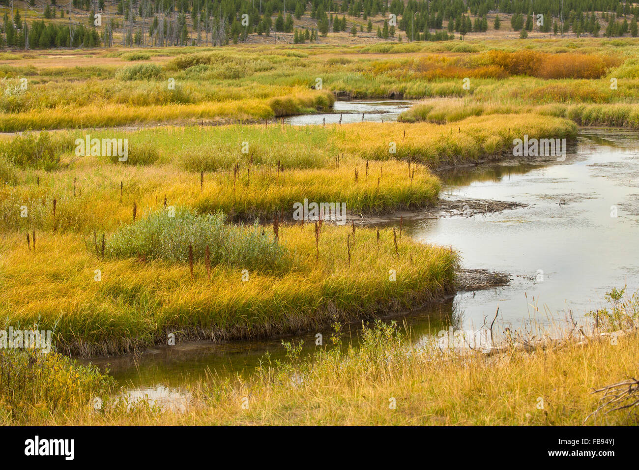 Grassy marsh wetlands along Indian Creek, late summer in Yellowstone