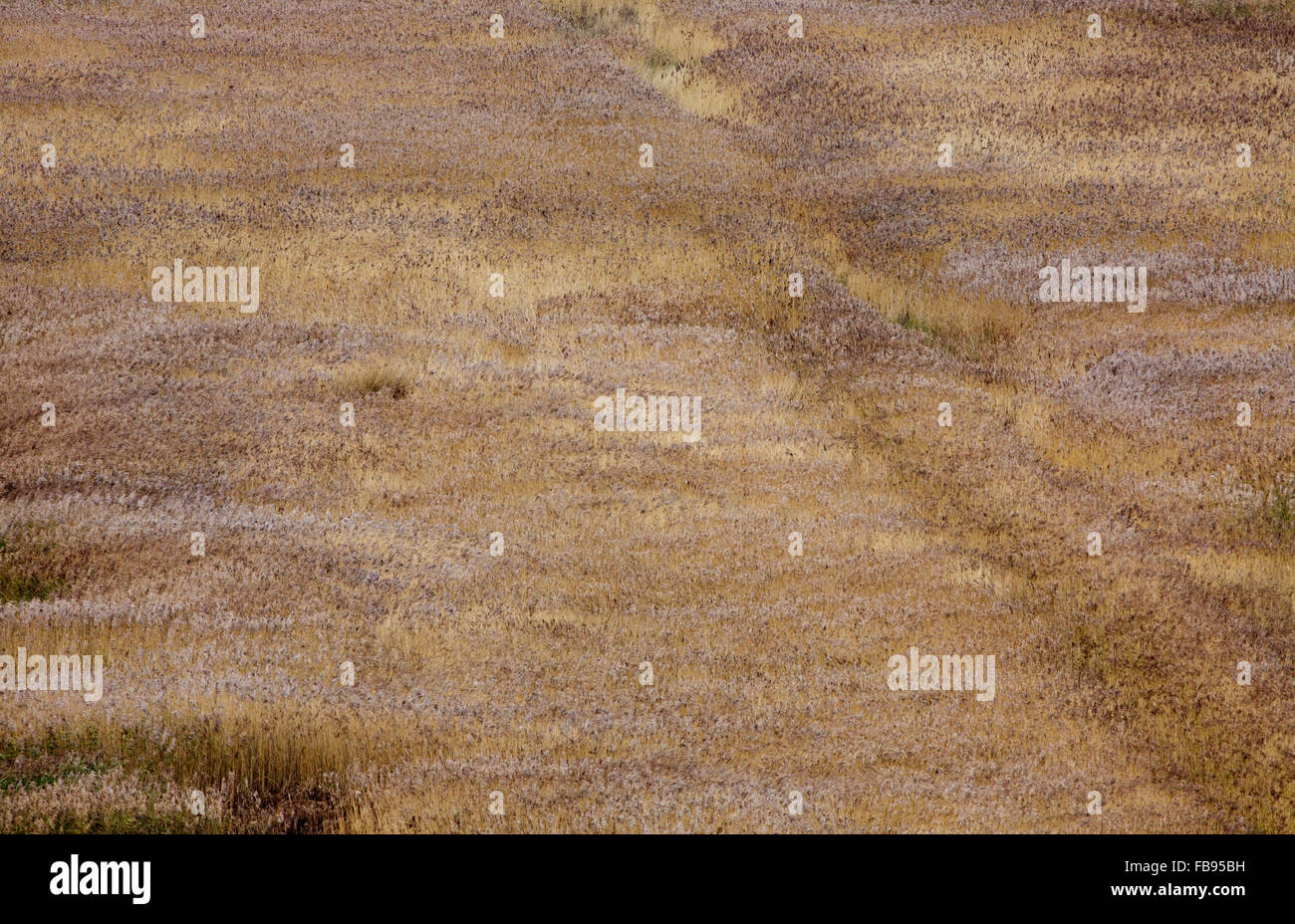 reedbed showing variations in colour with structure and seed crop, Stock Photo