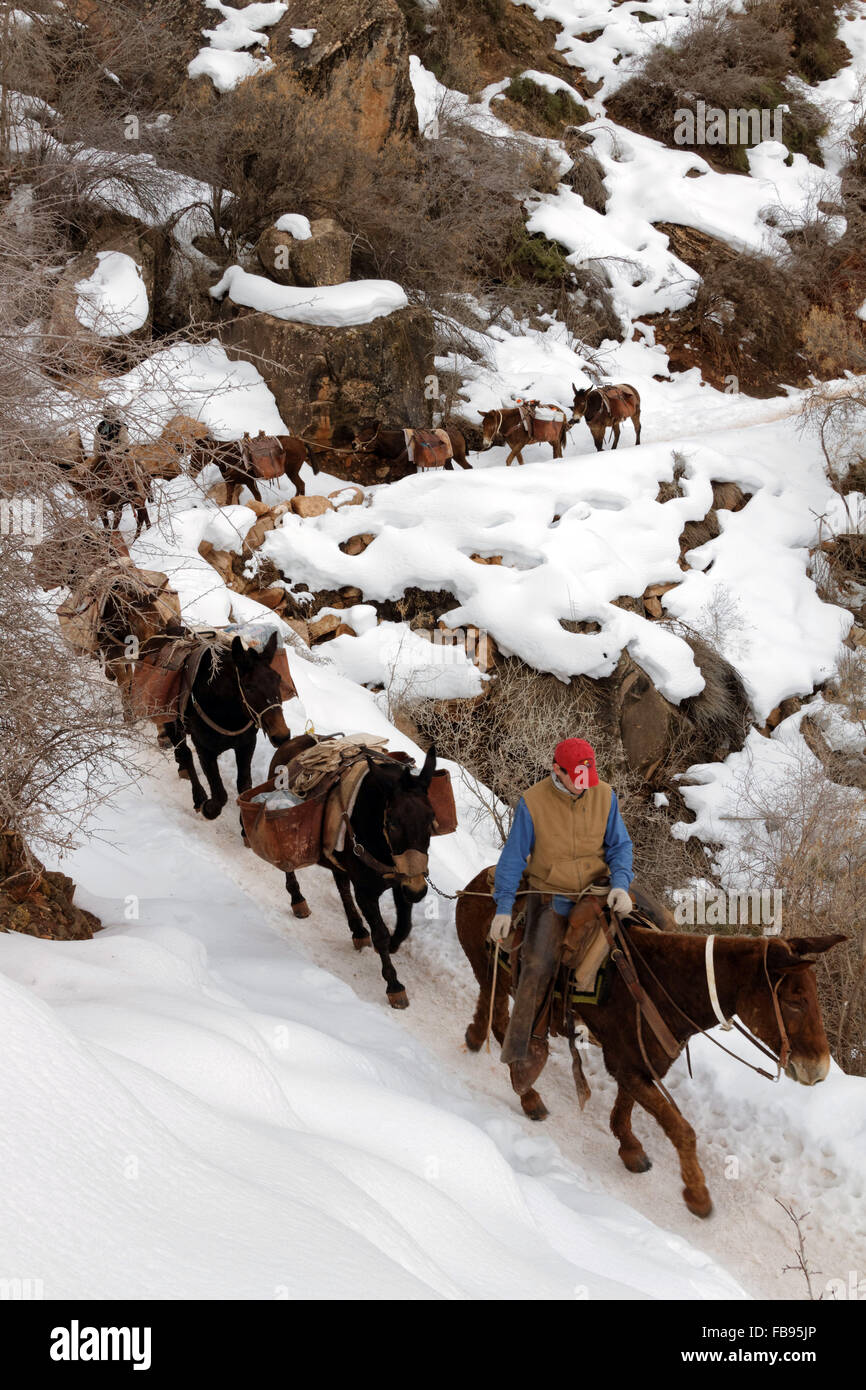 The magnificence of the Grand Canyon, America's natural wonder. A mule train in the canyon. photo by Trevor Collens Stock Photo