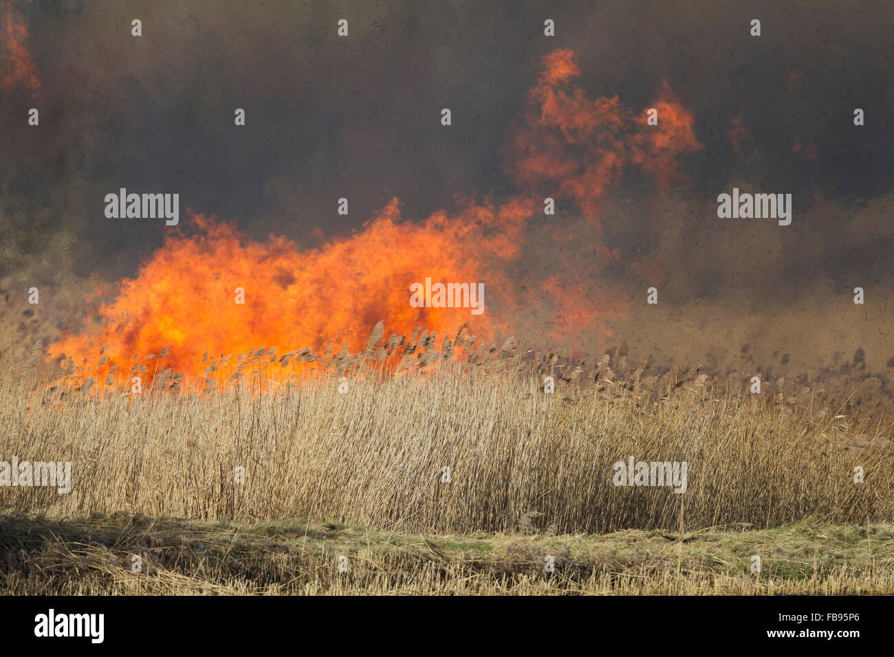reedbed management, fire, burning reeds Stock Photo Alamy