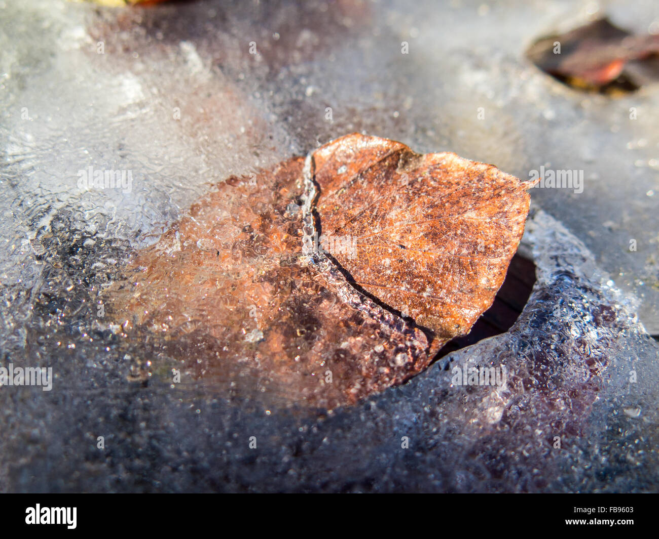 Leaf frozen in ice Stock Photo - Alamy