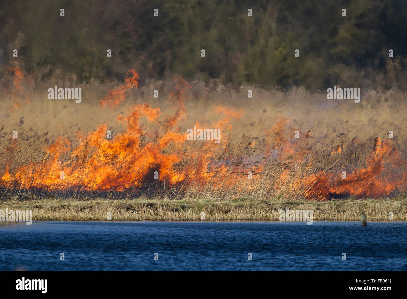 fire in reedbed, reedbed management Stock Photo Alamy
