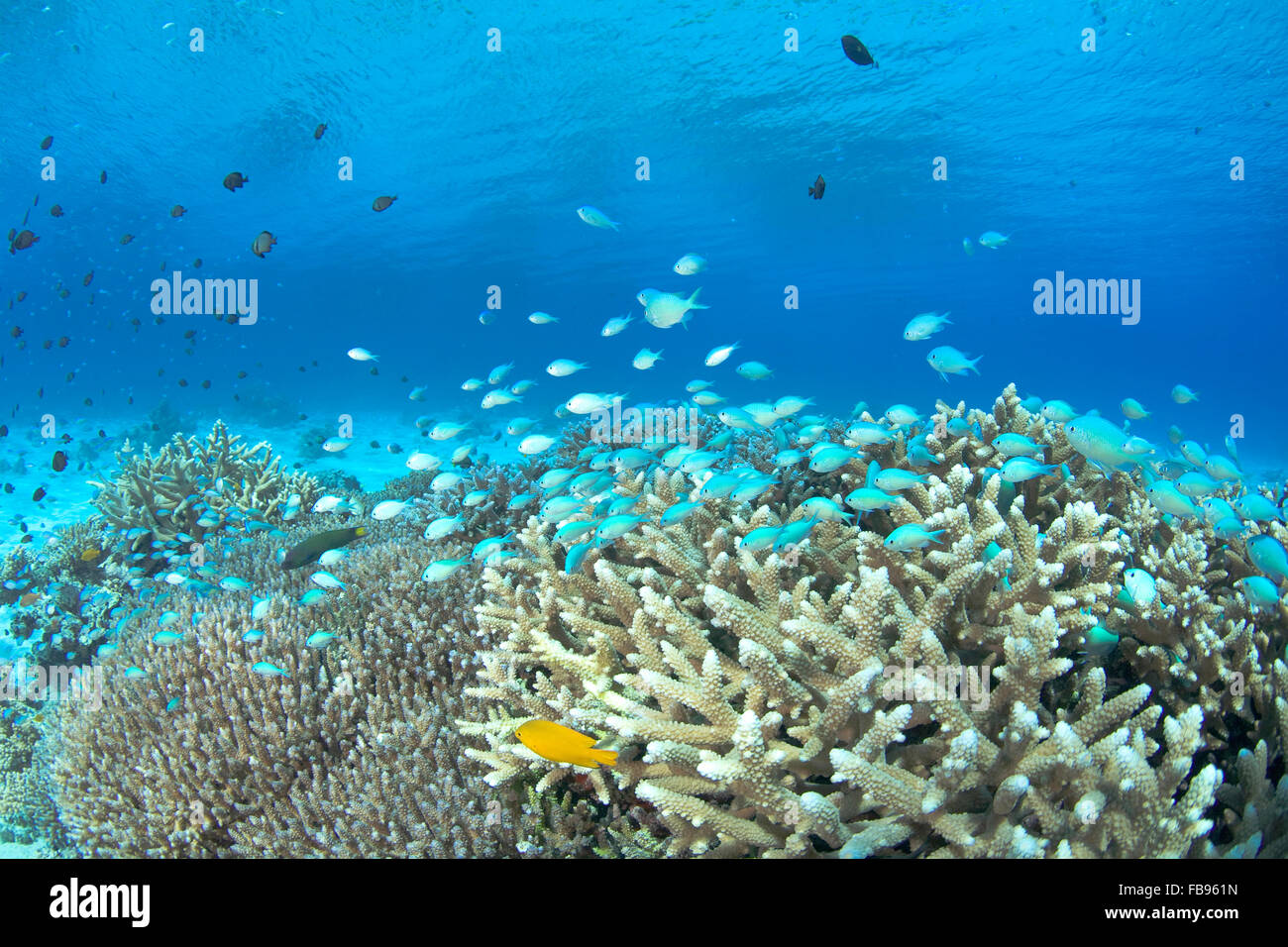 Coral reef, Kerama Islands, Japan Stock Photo Alamy