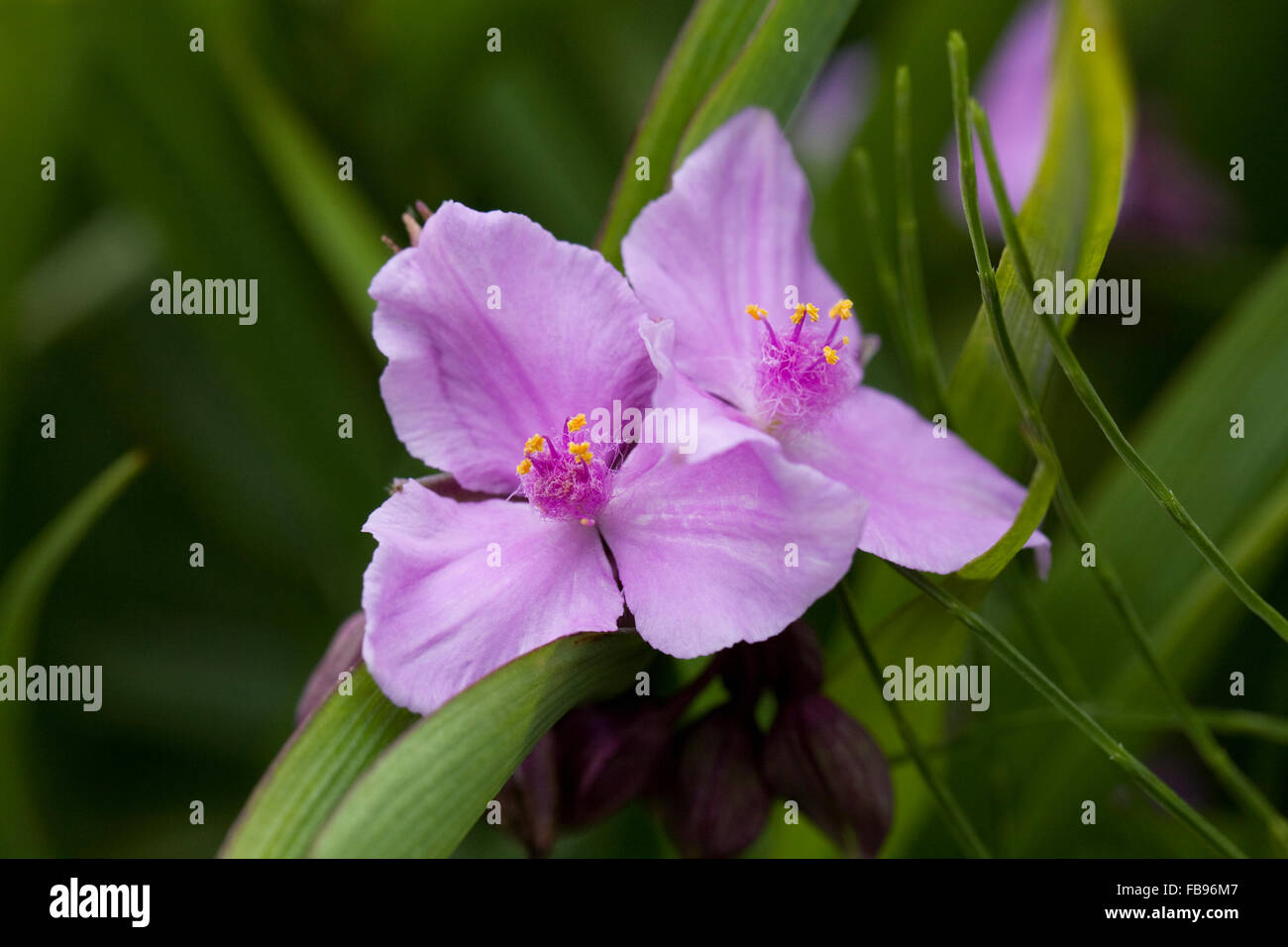 Tradescantia 'Concord Grape' flower. Spiderwort in an English garden. Stock Photo