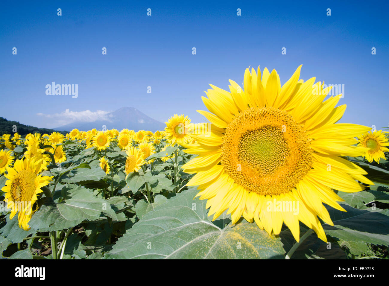 Sunflower field and Mt. Fuji, Yamanashi Prefecture, Japan Stock Photo