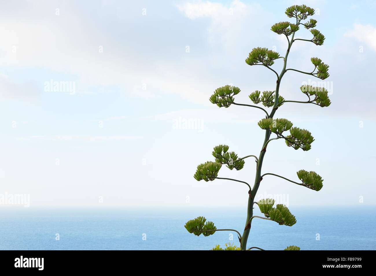Agave flower and plant with mediterranean sea view Stock Photo