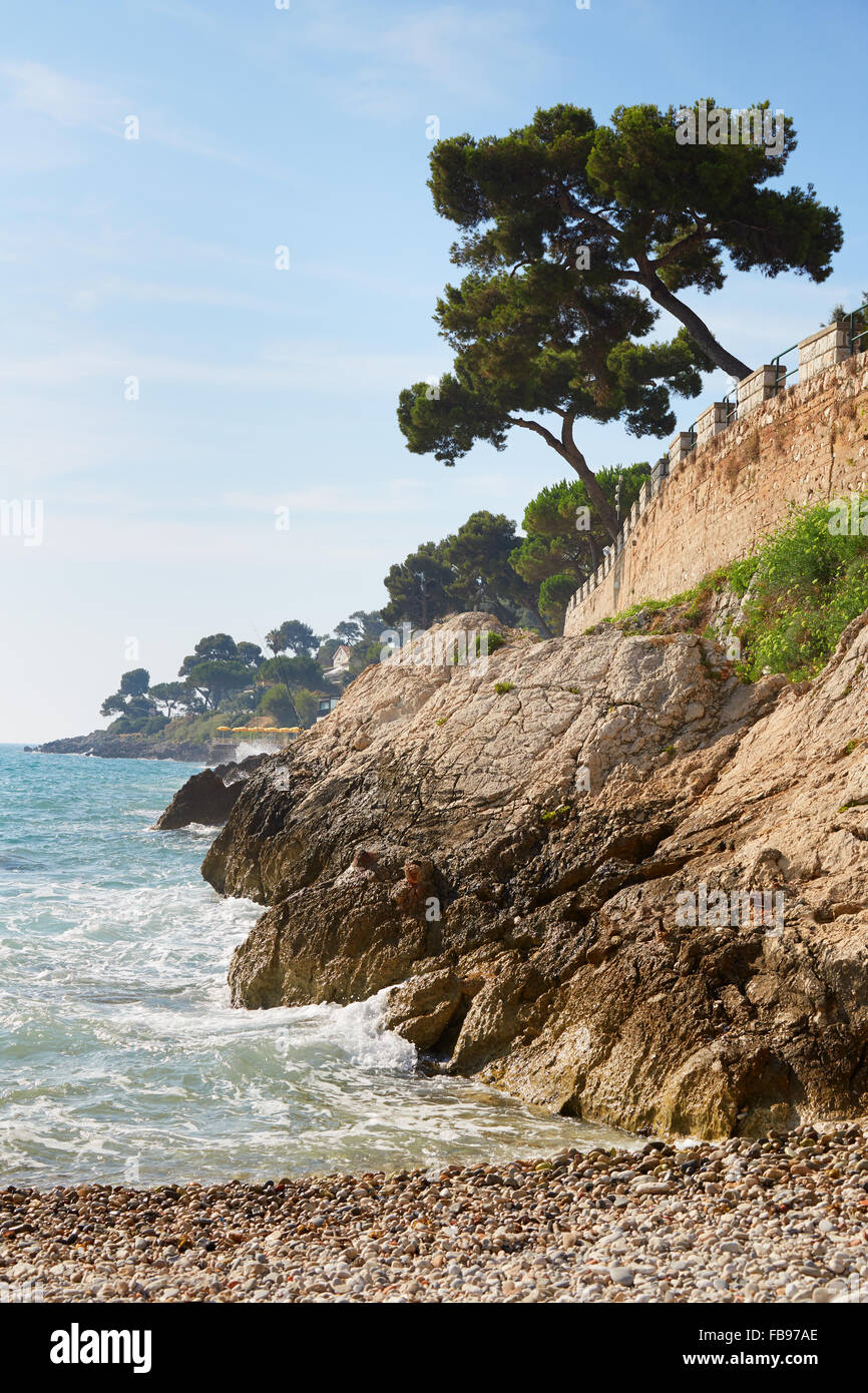 Maritime pine trees and france hi-res stock photography and images - Alamy
