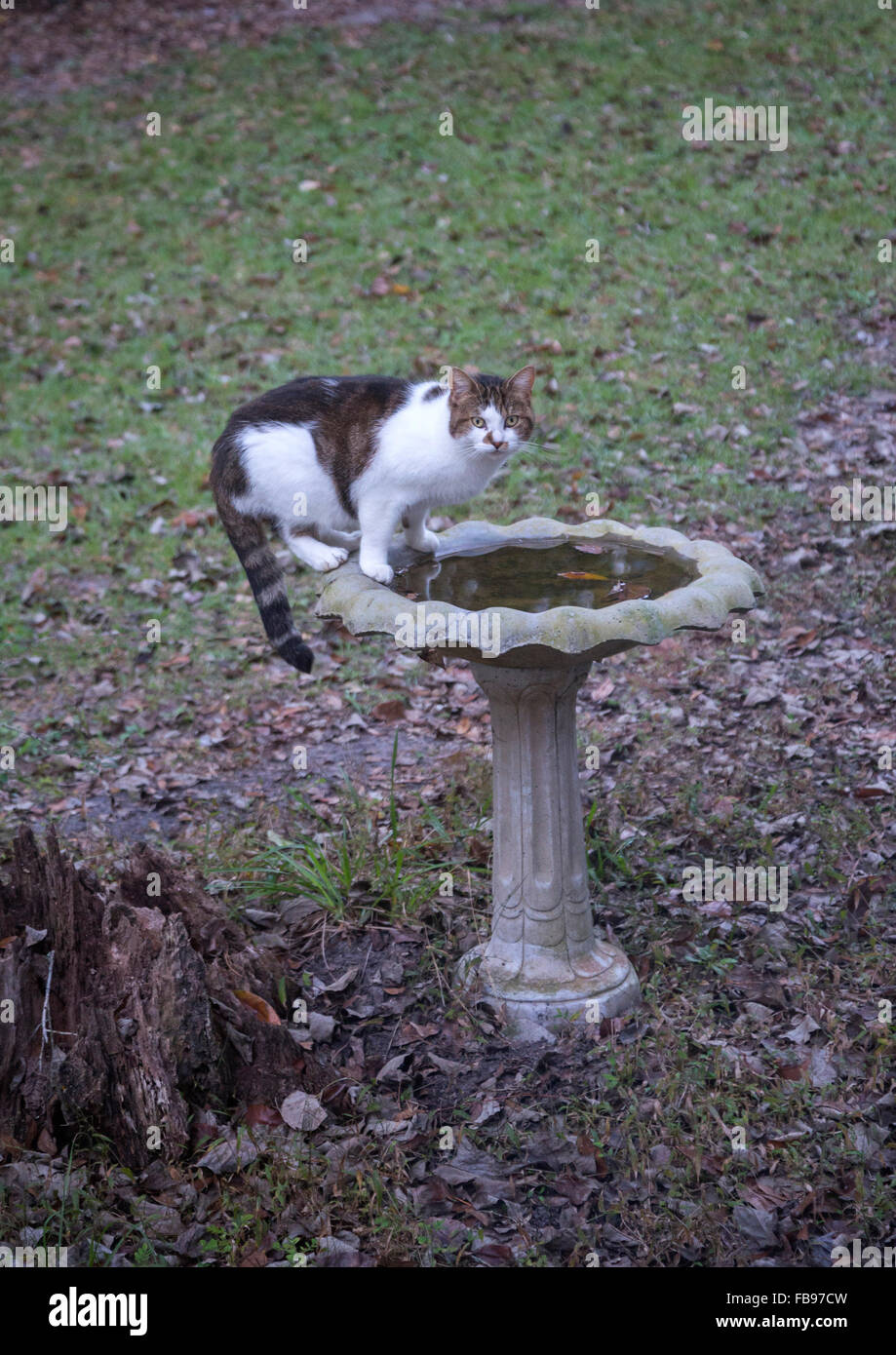Cat stands on bird bath to get drink of water. Stock Photo