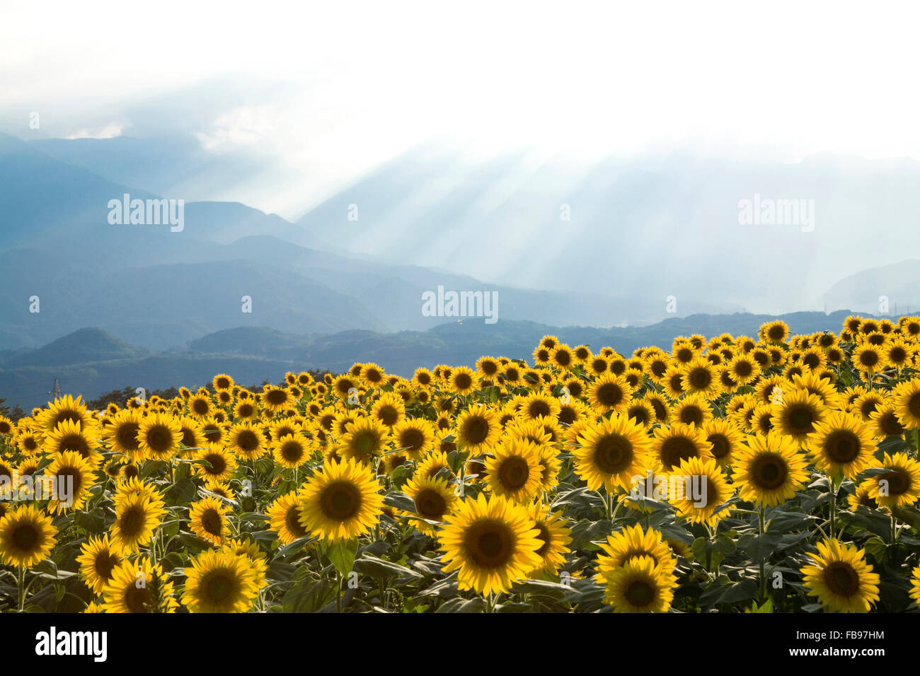 Sunflower field, Yamanashi Prefecture, Japan Stock Photo Alamy