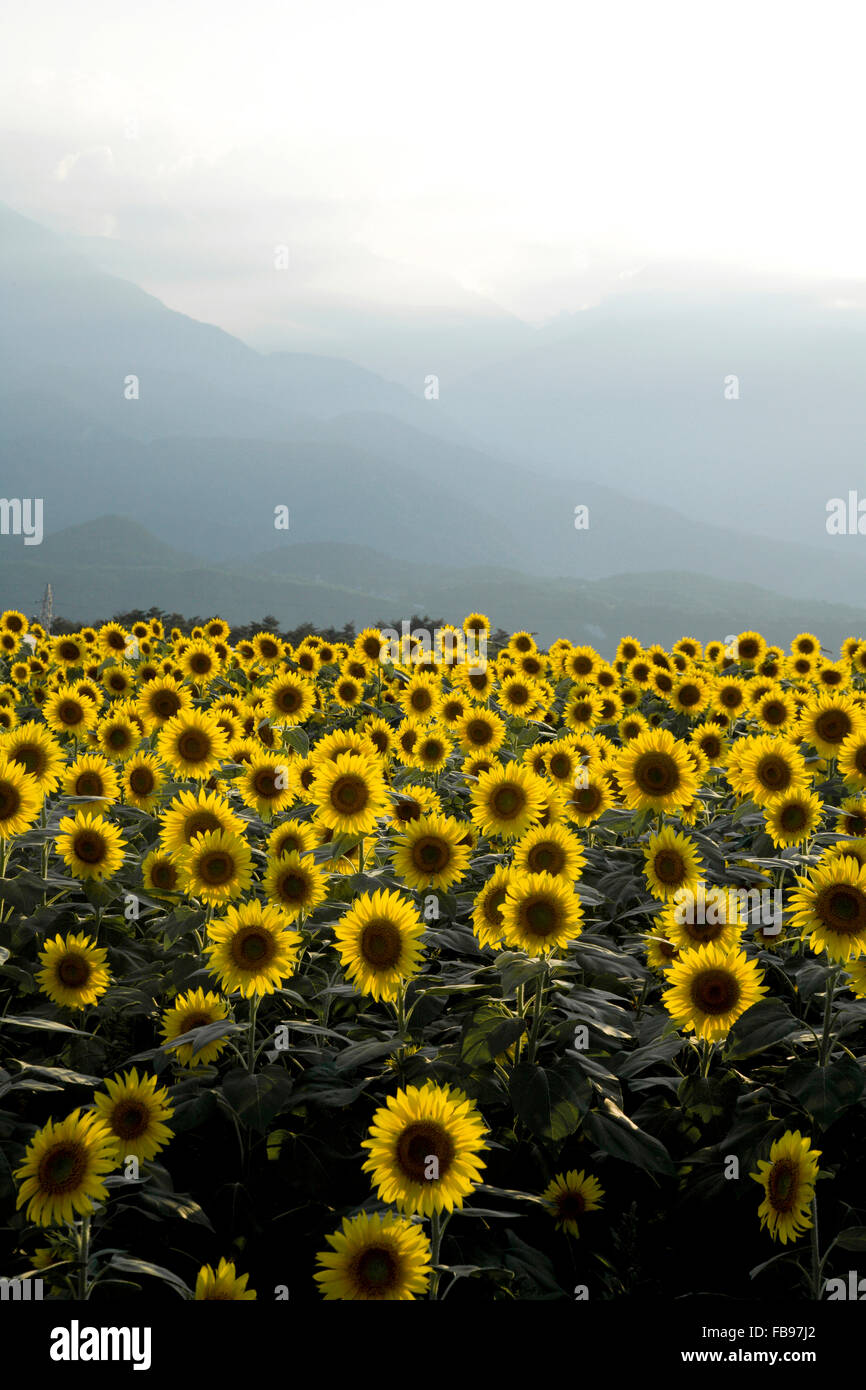Sunflower field, Yamanashi Prefecture, Japan Stock Photo Alamy