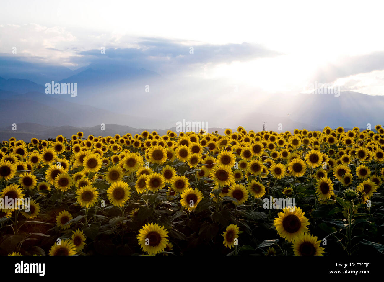 Sunflower field, Yamanashi Prefecture, Japan Stock Photo Alamy