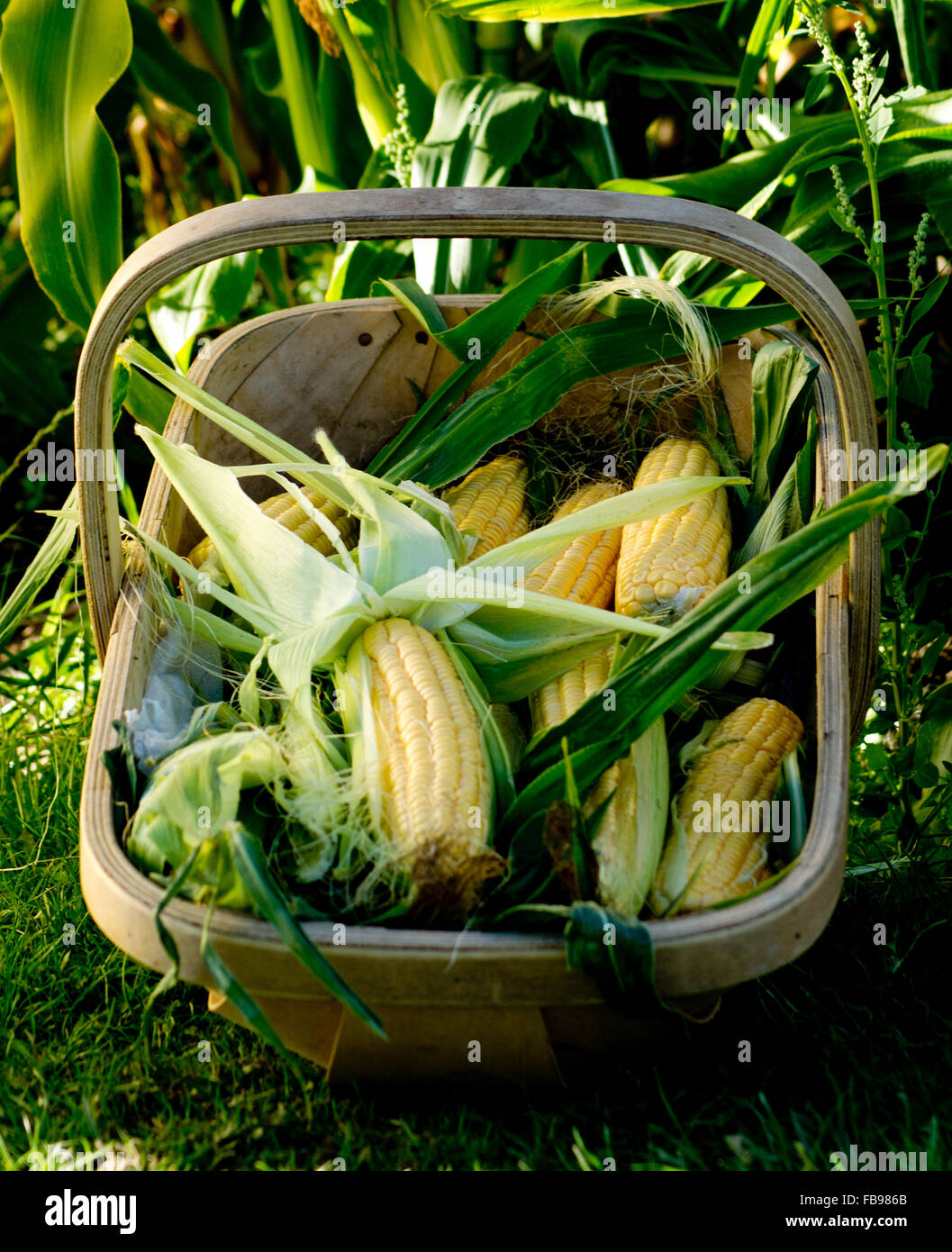 Sweetcorn harvested from a allotment shown in a traditional Sussex Trug Stock Photo
