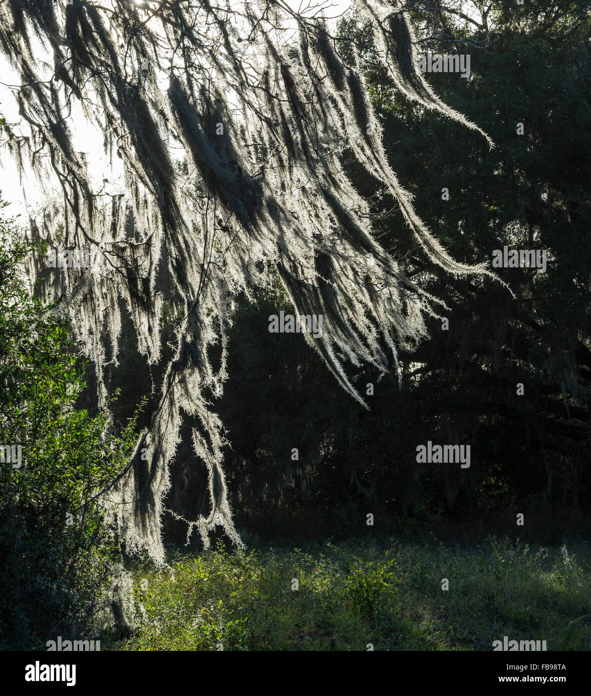 Spanish moss backlit in the late afternoon sunlight in North Florida