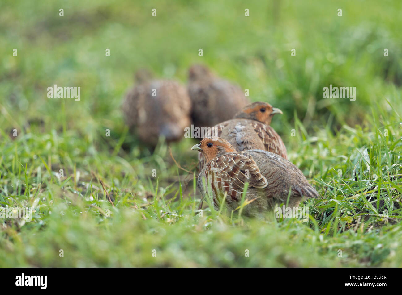 Attentive group of Grey partridges / Rebhuehner ( Perdix perdix ) sneaks away, carefully watching around. Stock Photo