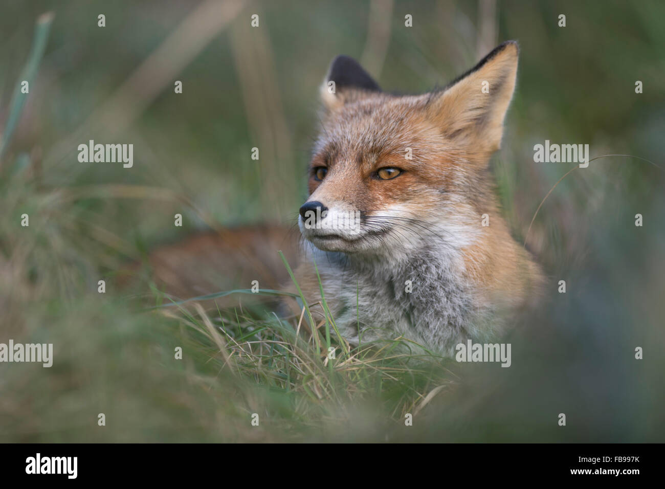Red Fox / Rotfuchs ( Vulpes vulpes ) rests during daytime in high grass, looks suspicious, close up. Stock Photo