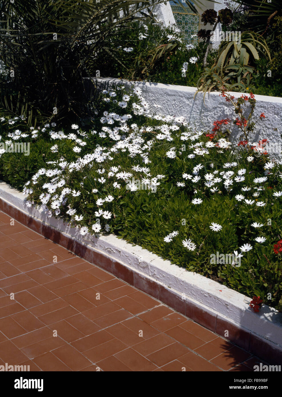 White osteospermum growing in neat border beside tiled path in Moroccan garden Stock Photo