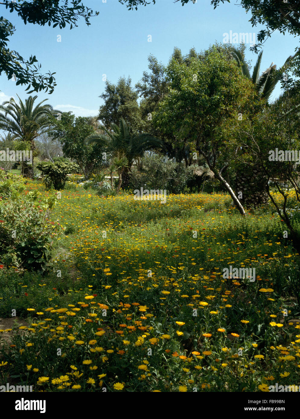 Yellow marigolds growing in meadow garden in Morocco Stock Photo