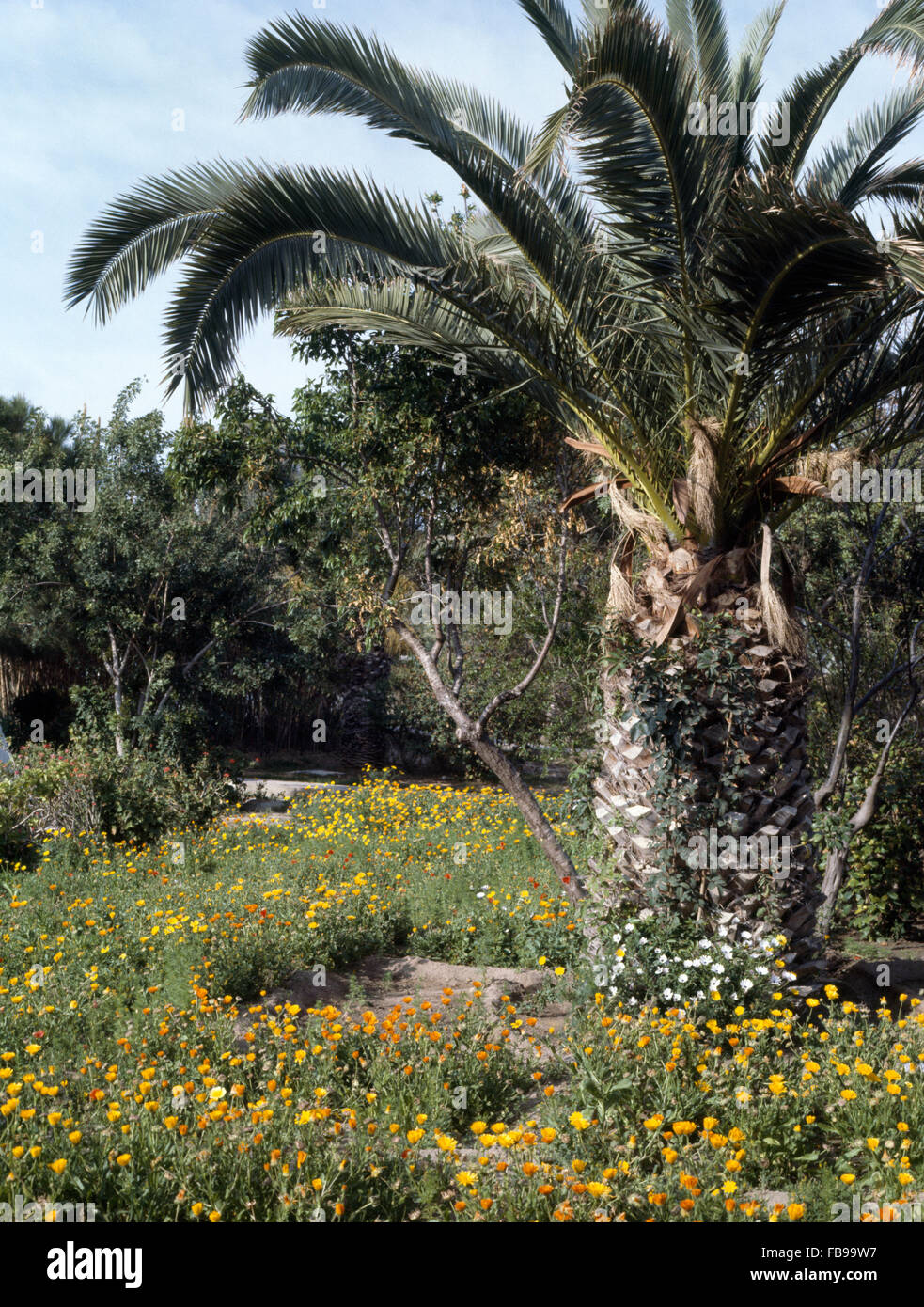 Tall palm tree under-planted with yellow marigolds in a Moroccan garden Stock Photo