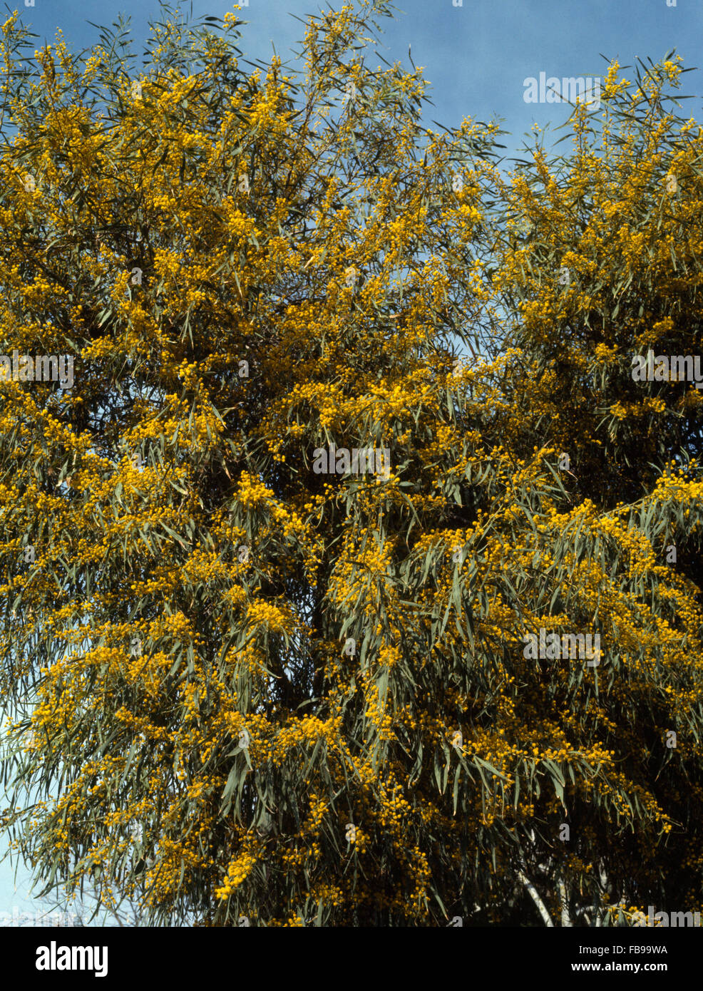 Closeup of a mimosa tree Stock Photo Alamy