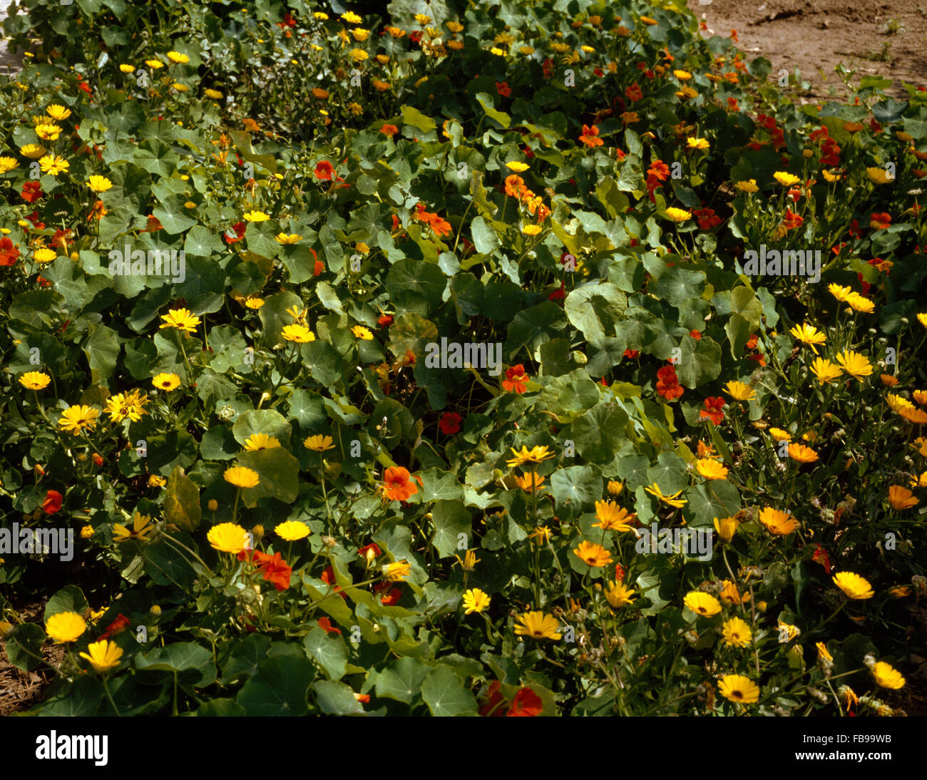 Close-up of a border of yellow marigolds and orange nasturtiums Stock Photo