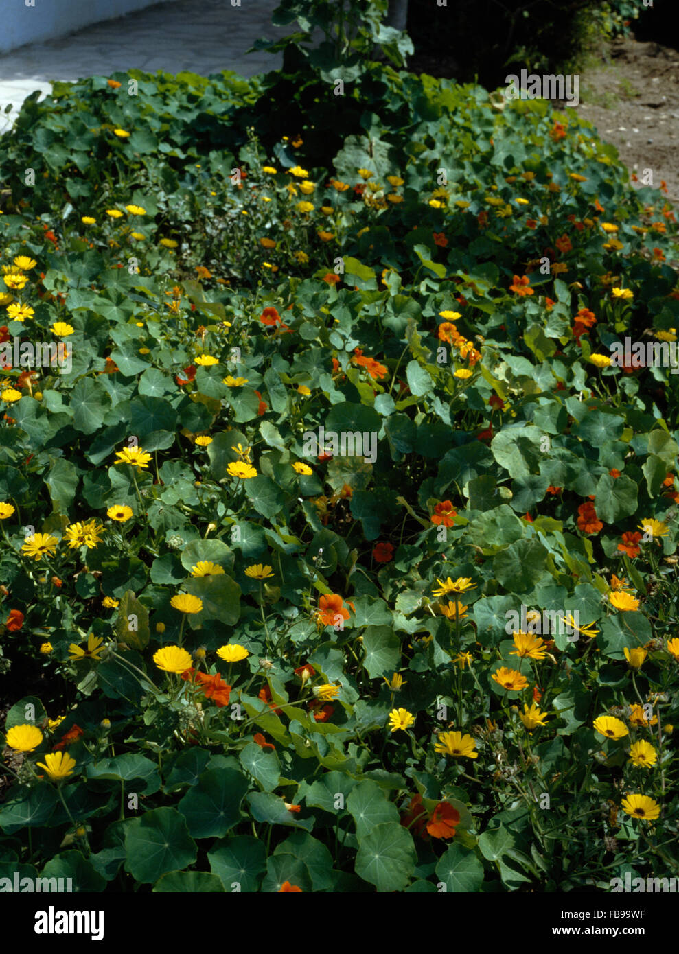 Close-up of a border of yellow marigolds and orange nasturtiums Stock Photo