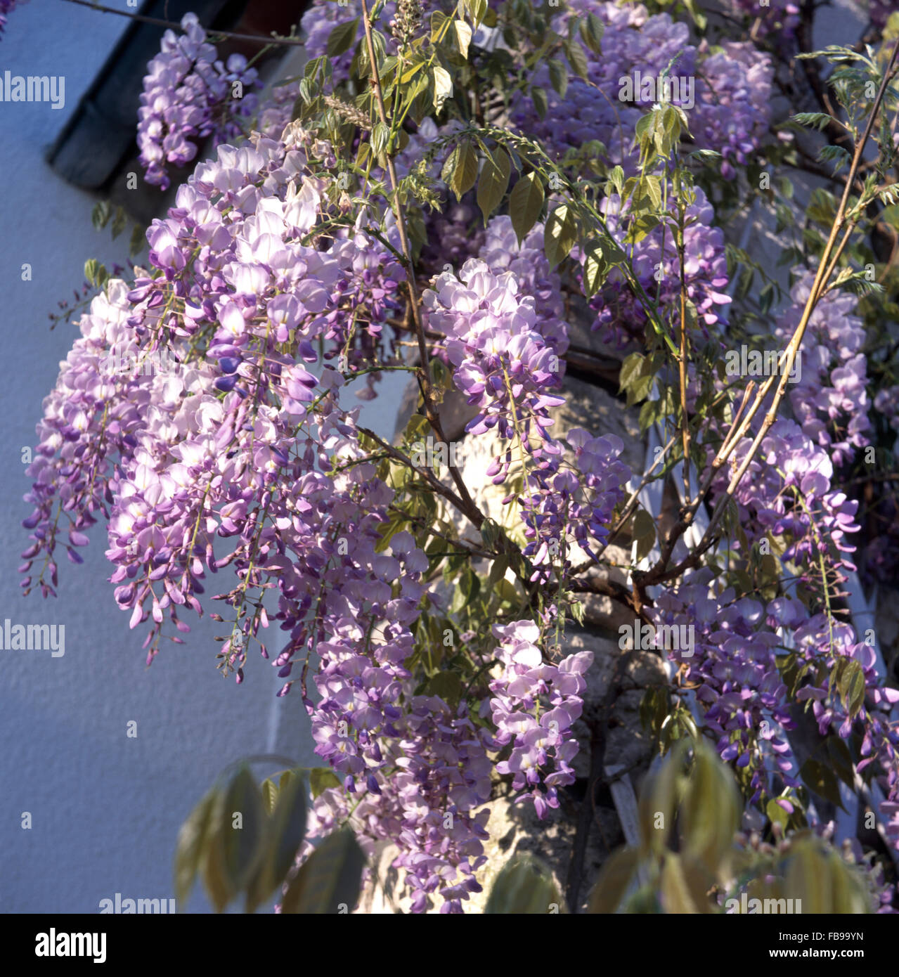 Close-up of mauve wisteria Stock Photo