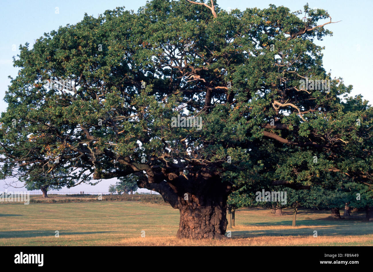 Large oak tree hires stock photography and images Alamy