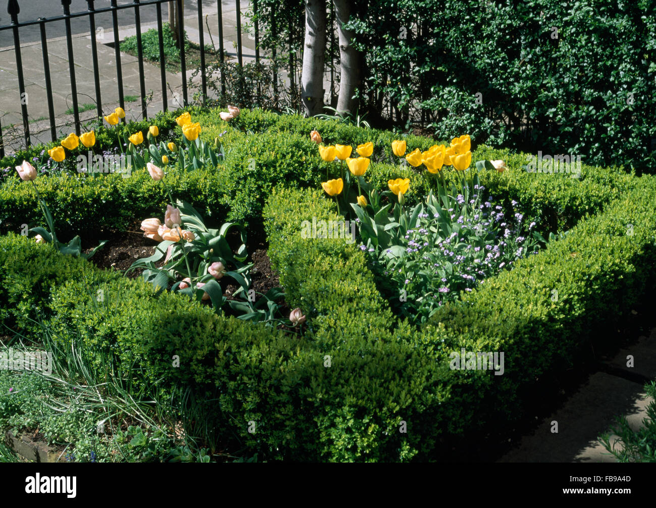 Yellow and pink tulips in a small formal knot garden with box edging Stock Photo