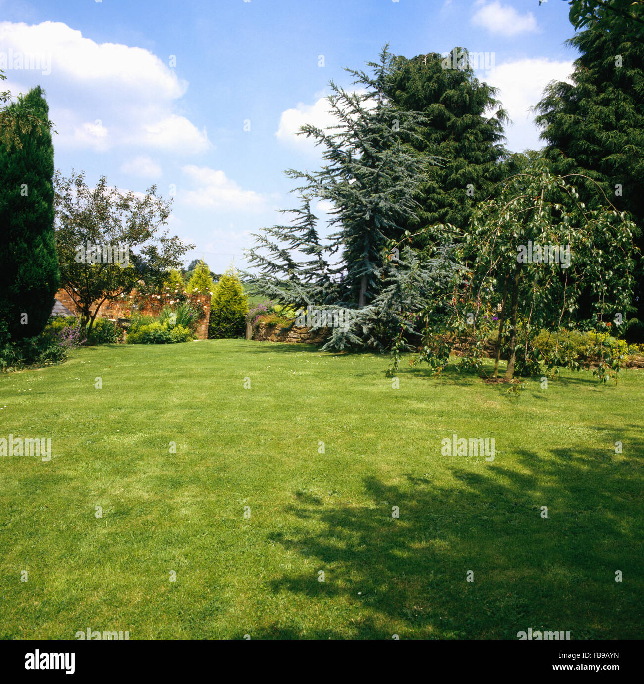 Small weeping pear on lawn in large country garden with spruce and conifers Stock Photo