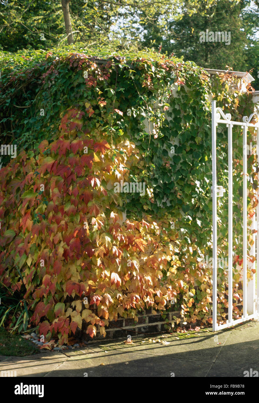 Virginia Creeper - Garden Express